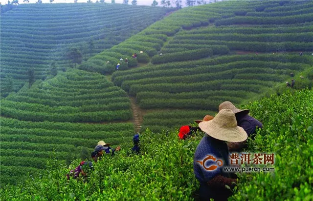 铁观音茶的发源地在中国哪个省份？福建