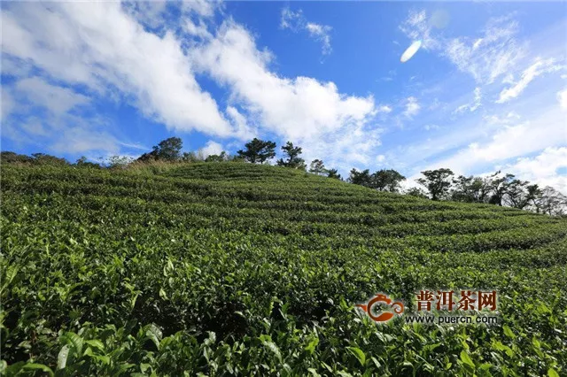 怎样鉴别铁观音？不同产地的铁观音这样鉴别