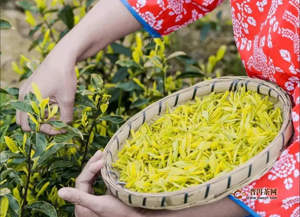 绿茶十最盘点：最美最轻最长最贵最鲜的绿茶是哪些？