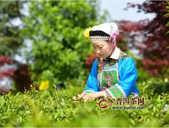 2020年贵州春季斗茶大赛圆满谢幕！