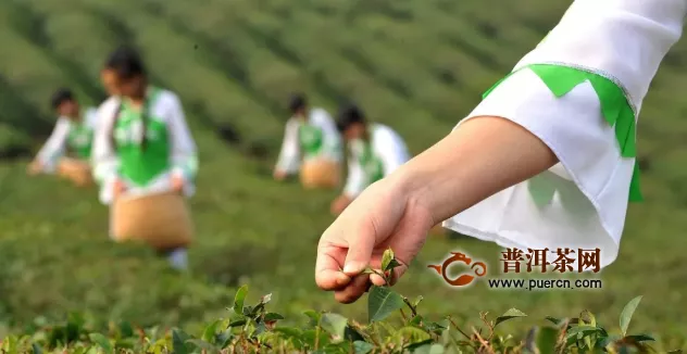 【带您走进湖北茶】奋进中的赤壁茶产业