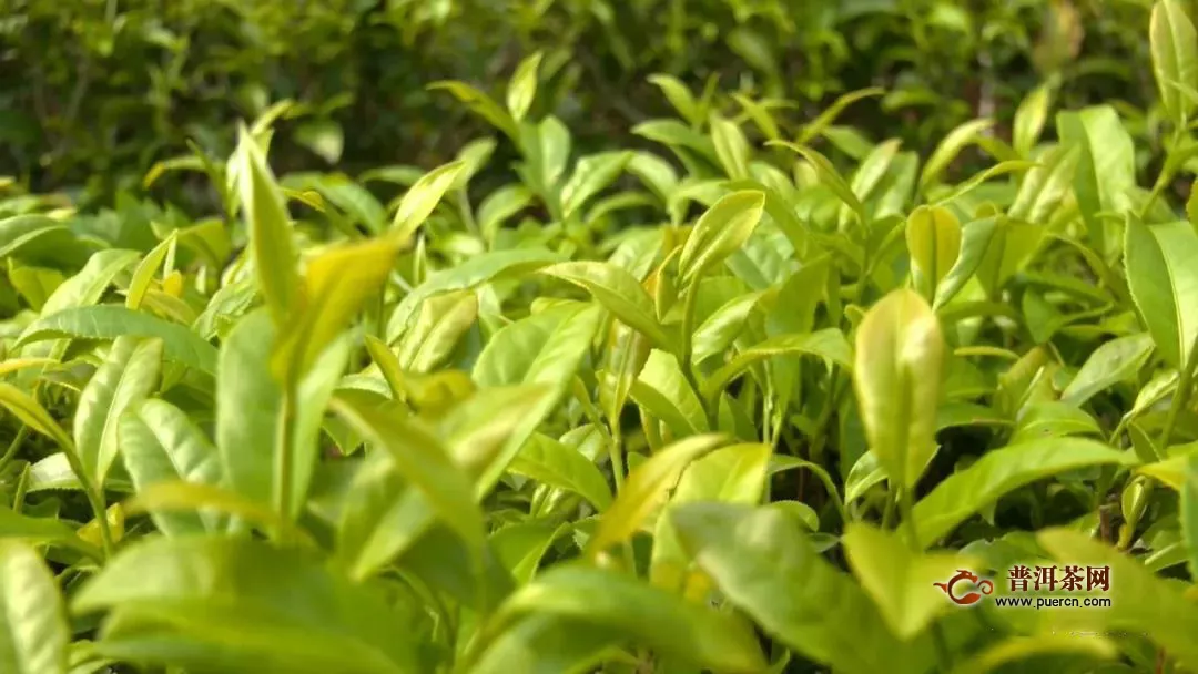 平远县绿色生态引领，有机茶产业园建设正酣！
