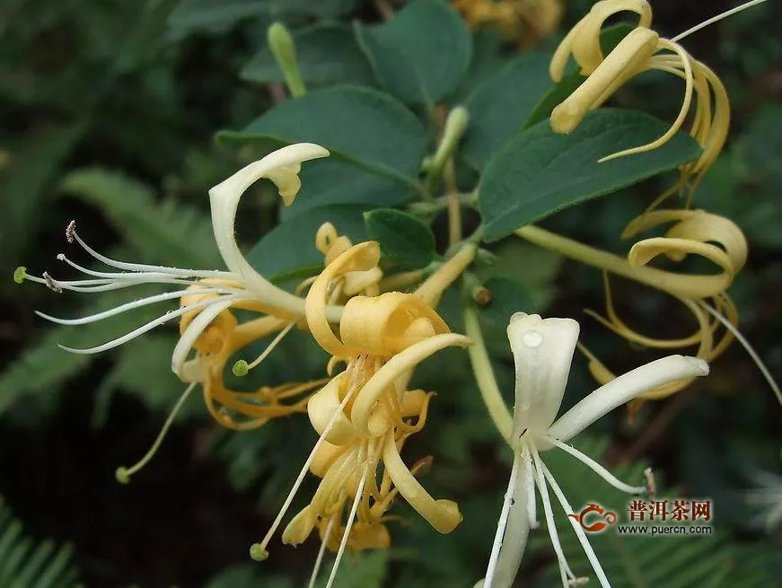 金銀花茶過(guò)期了怎么辦