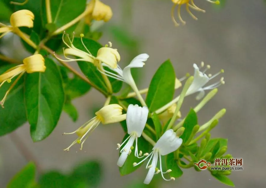 金銀花茶過(guò)期了怎么辦