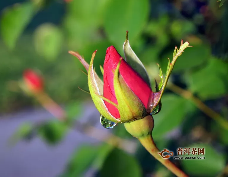 玫瑰花泡水能减肥吗