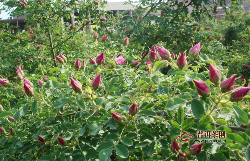 玫瑰花单独泡水喝好吗