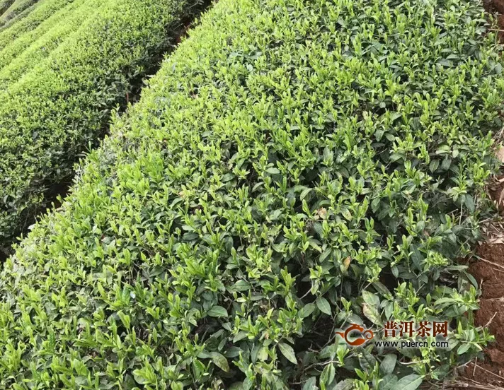 正山小种红茶保质期多长时间