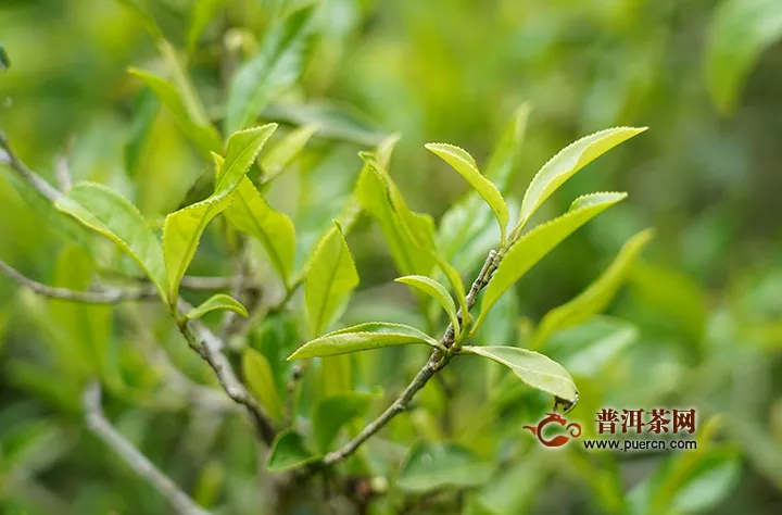  最好的滇红茶是什么品种