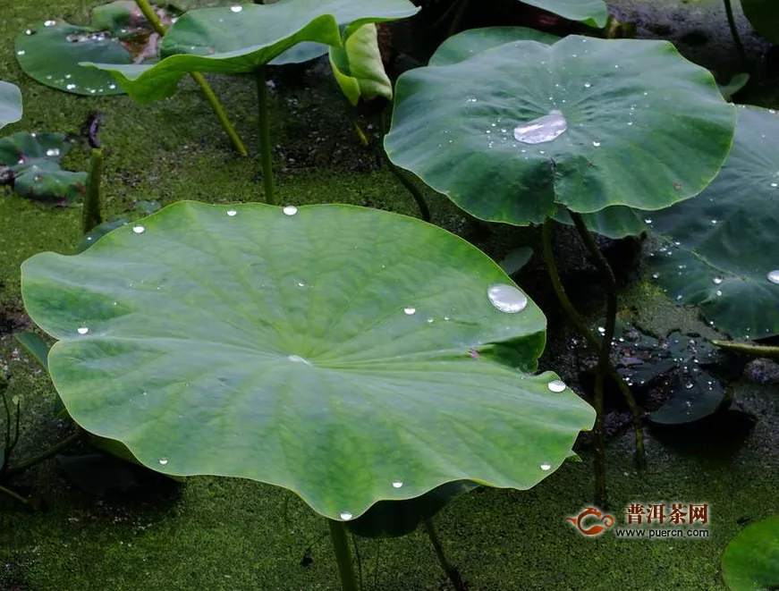 喝荷葉茶一個(gè)月瘦幾斤