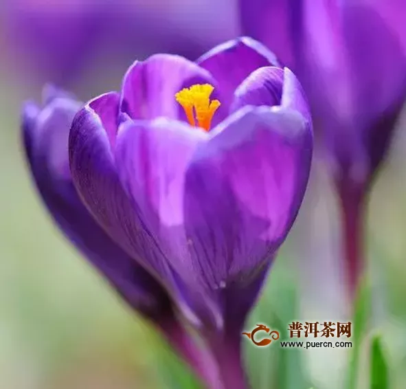 糖尿病可以喝藏紅花茶嗎