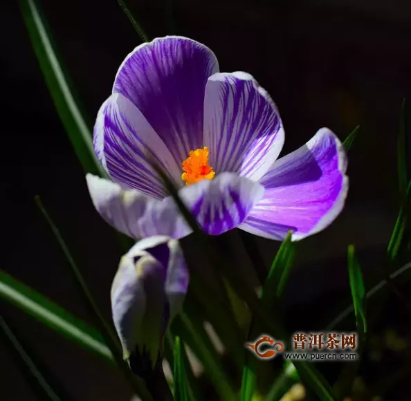 藏紅花對男人的功效與作用及禁忌