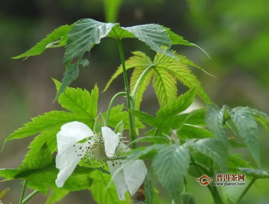  絞股藍(lán)和蒲公英對肝