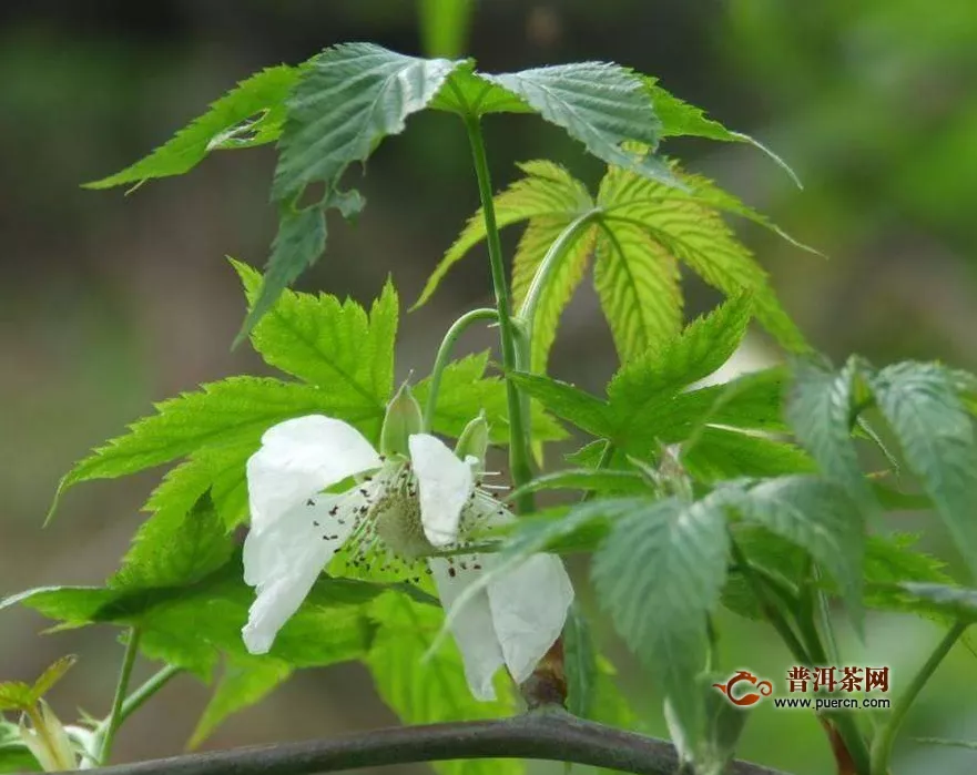 絞股藍(lán)泡水喝功效作用