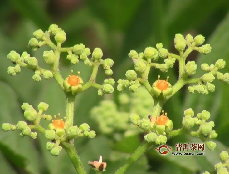 絞股藍(lán)泡水喝功效作用