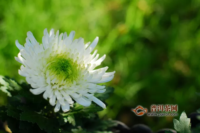 女人喝菊花茶的功效