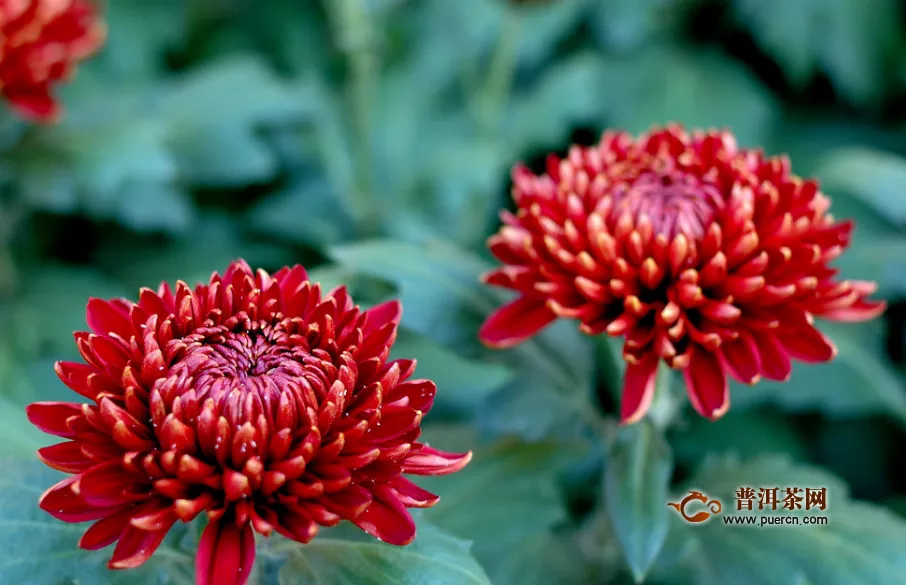  女性经常喝菊花茶好吗