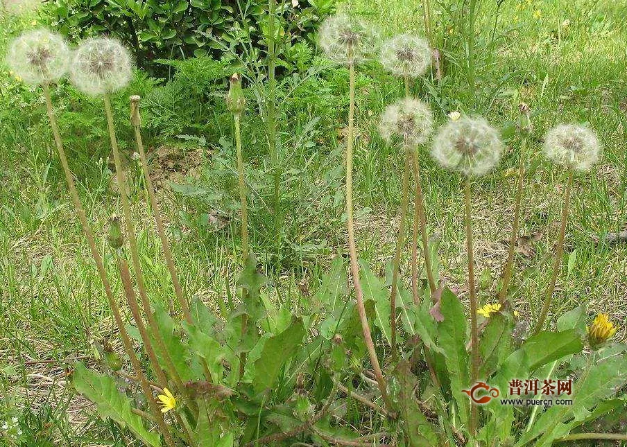 蒲公英玫瑰花能天天喝嗎