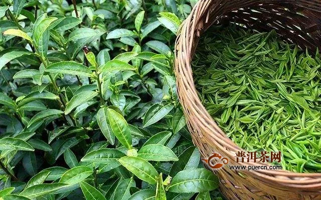 宜昌紅茶產(chǎn)地在哪里