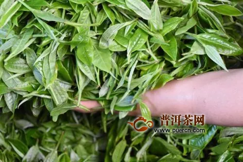 中国茶叶产业必须经历的迂回战术