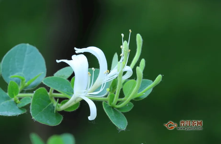 金銀花茶功效與禁忌