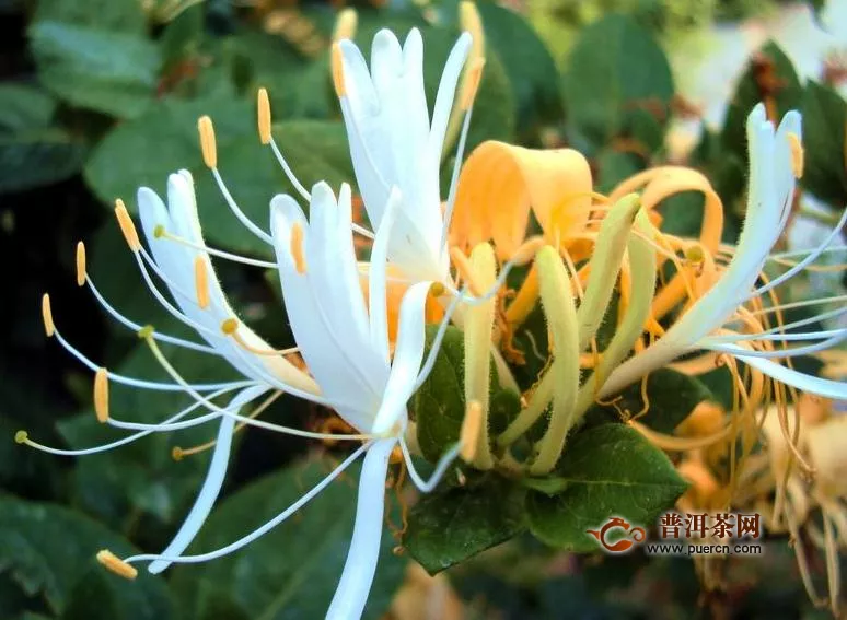 金銀花茶刺激胃嗎