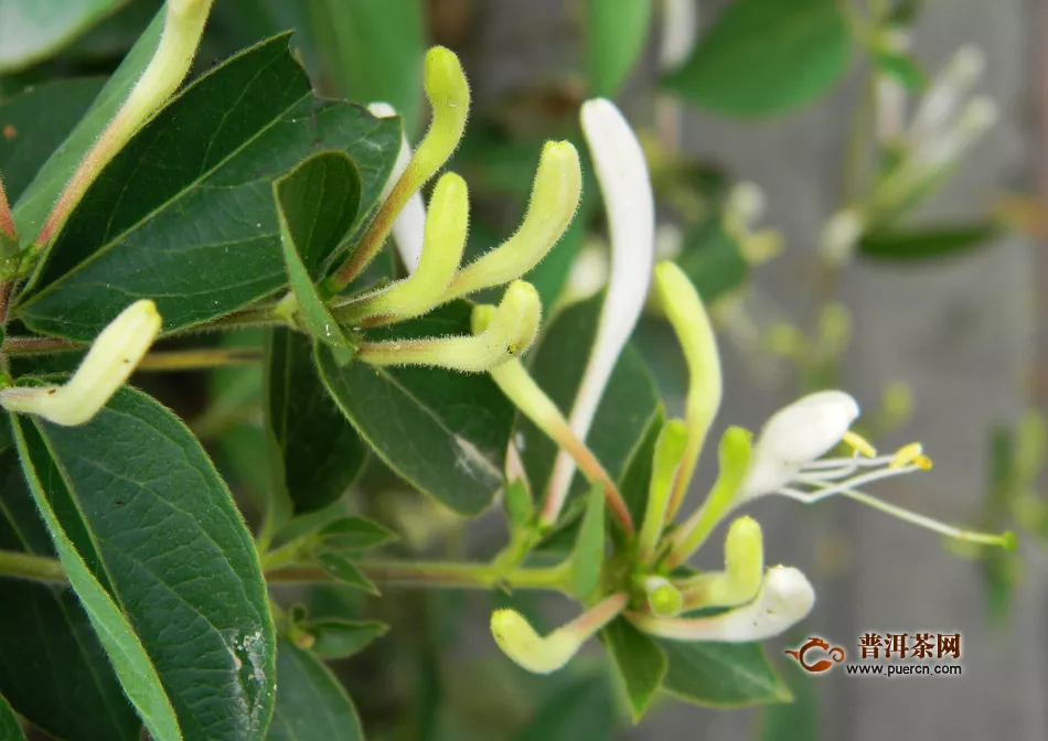 金銀花茶買哪個(gè)牌子好