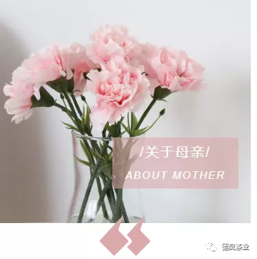 德凤茶业：五月十日礼献母亲节