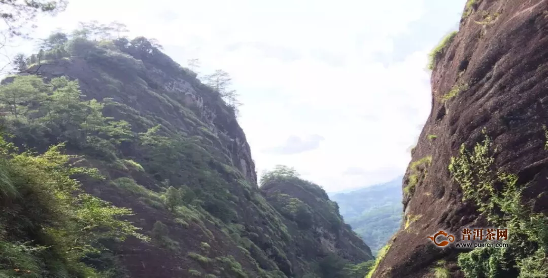 解析岩茶的山场