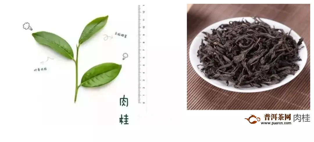 深度解析武夷岩茶的品种