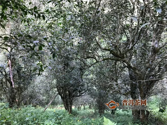 福元昌2020年春茶：倚邦猫耳朵古树散茶，限时限量分享