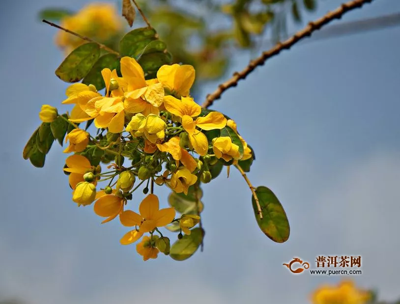 决明子玫瑰枸杞菊花茶的功效与作用