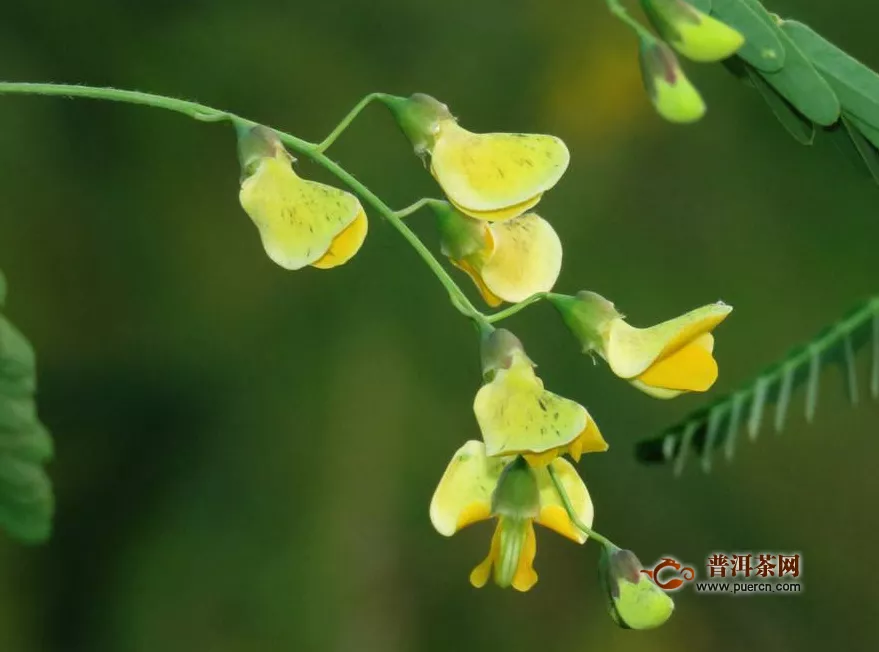 決明子泡水喝竟有6個(gè)害處