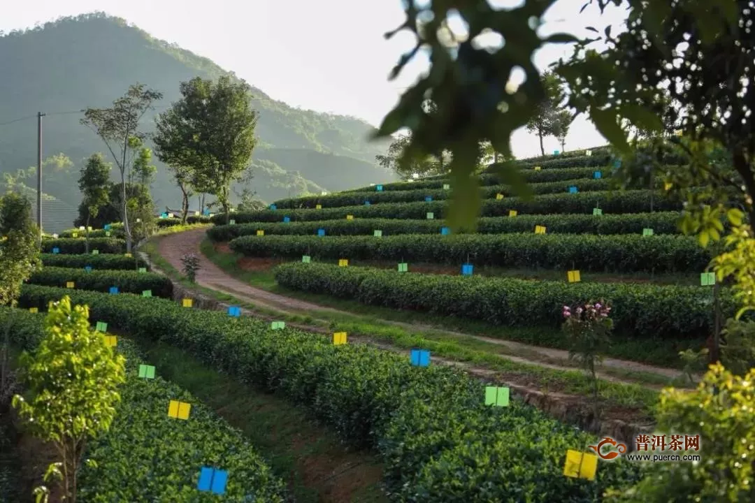普洱打造中国最大有机茶基地