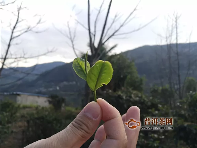 成就普洱茶一山一味的原因