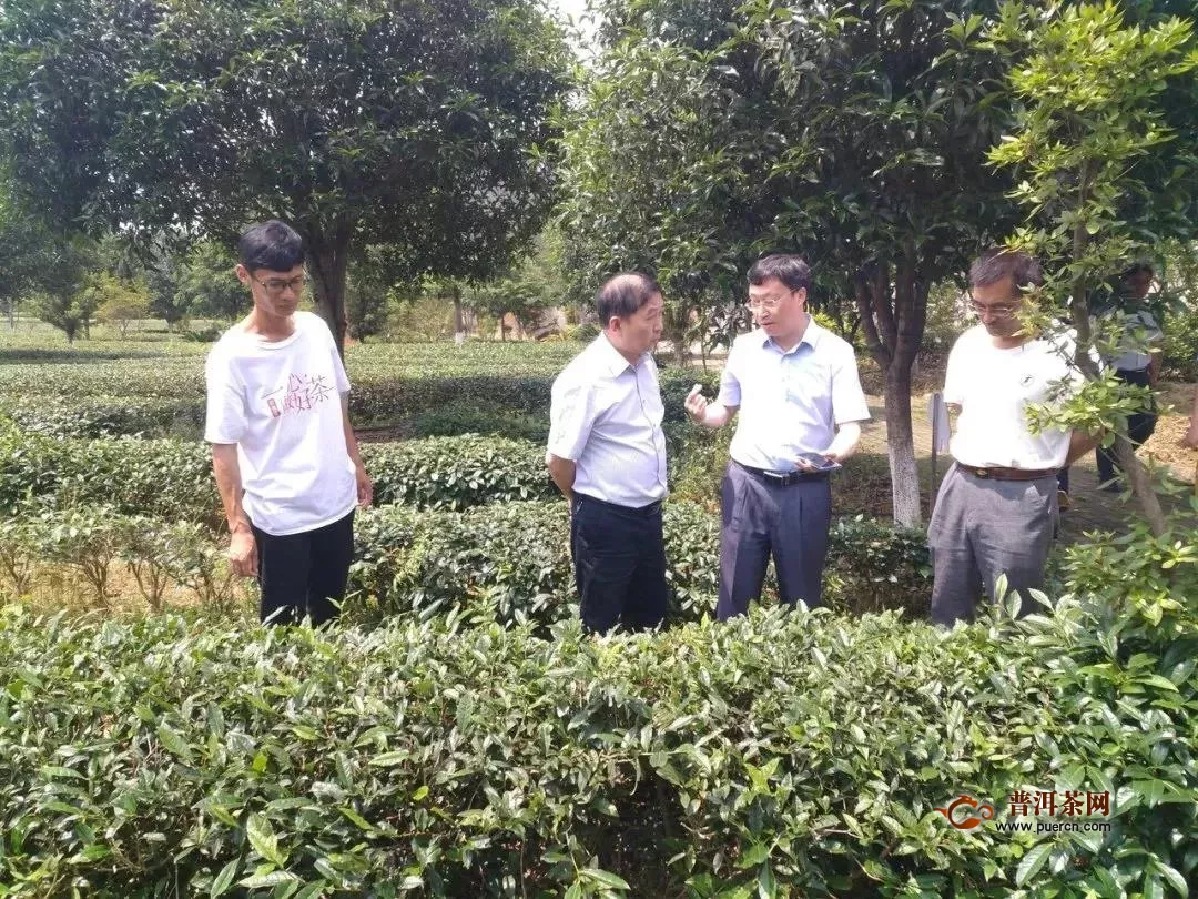 福建省主导的乌龙茶国际标准有新突破