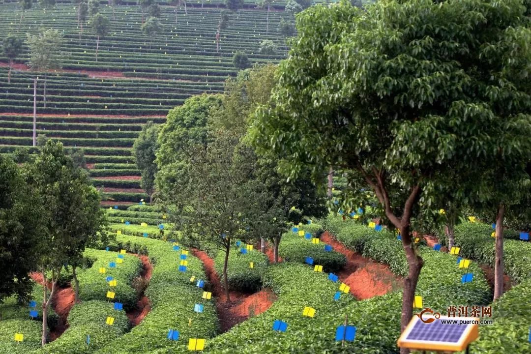 云南普洱种植的有机茶产品远销欧美各国