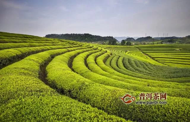 有机茶现状解读：中国有机茶如何开拓国际市场？