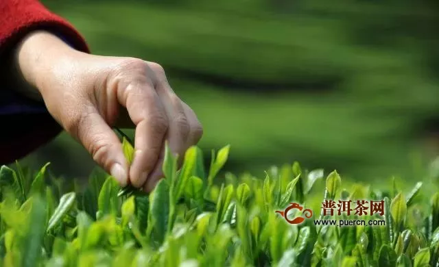 有机茶现状解读：中国有机茶如何开拓国际市场？