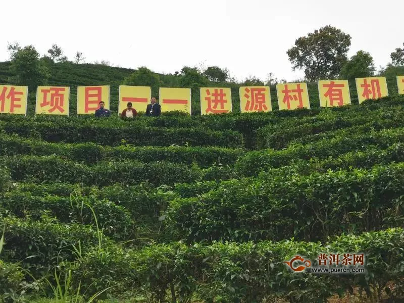 昭平县市场监管局深入有机茶基地检查指导