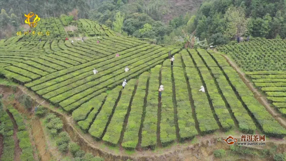六堡镇黑石山茶厂向茶农发放80多万春季茶款