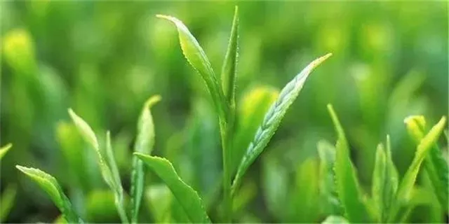 高质量精细化 推进雅安茶产业发展 - 茶叶资讯 - 普洱茶网,www.puercn.com