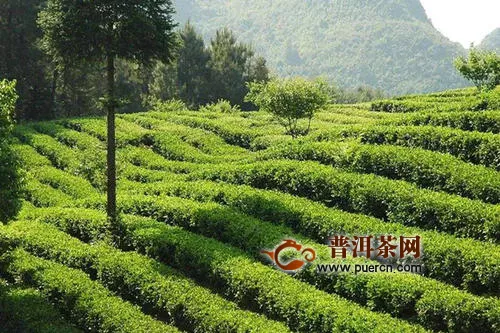 从茶园到茶杯——浙江茶叶气象服务深度覆盖茶行业全产业链