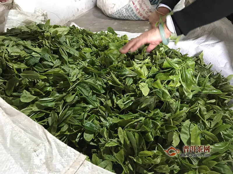 青砖茶的生产工艺