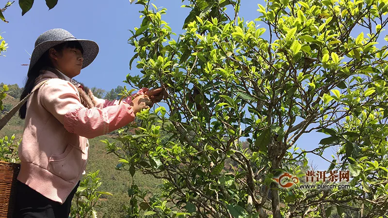 決定黑茶的品質(zhì)是什么