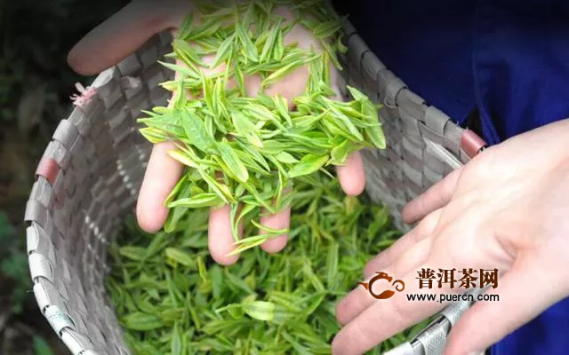 茉莉綠茶的功效與禁忌