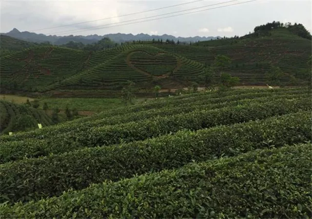 贵州凤岗：茶叶出口量同比增加20% - 茶叶资讯 - 普洱茶网,www.puercn.com