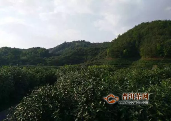 保山龍江千畝茶園采摘鮮葉3百噸，戶均增收2千元！