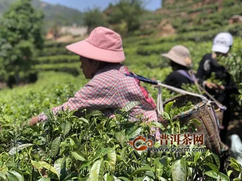 保山龍江千畝茶園采摘鮮葉3百噸，戶均增收2千元！