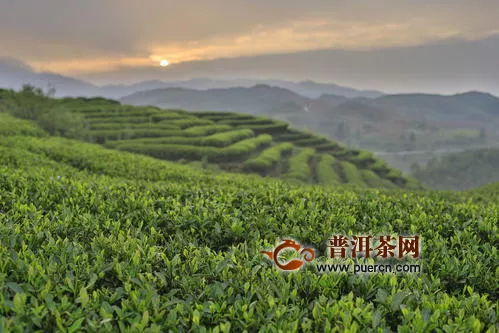 茶叶种植如何实现高产？从这几方面着手！