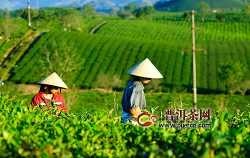 茶叶种植如何实现高产？从这几方面着手！